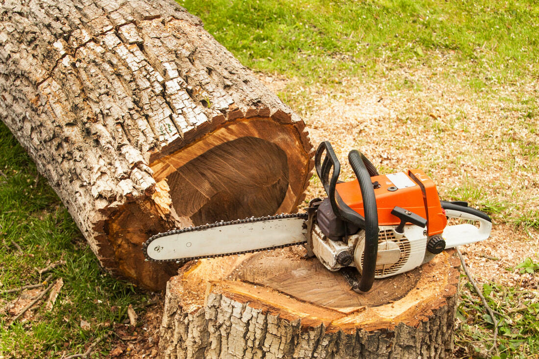 Spring Hill Tree Specialists Stump Removal