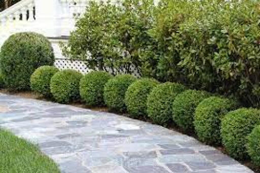 An example of shrubs and bushes used along a yard walkway to create order.