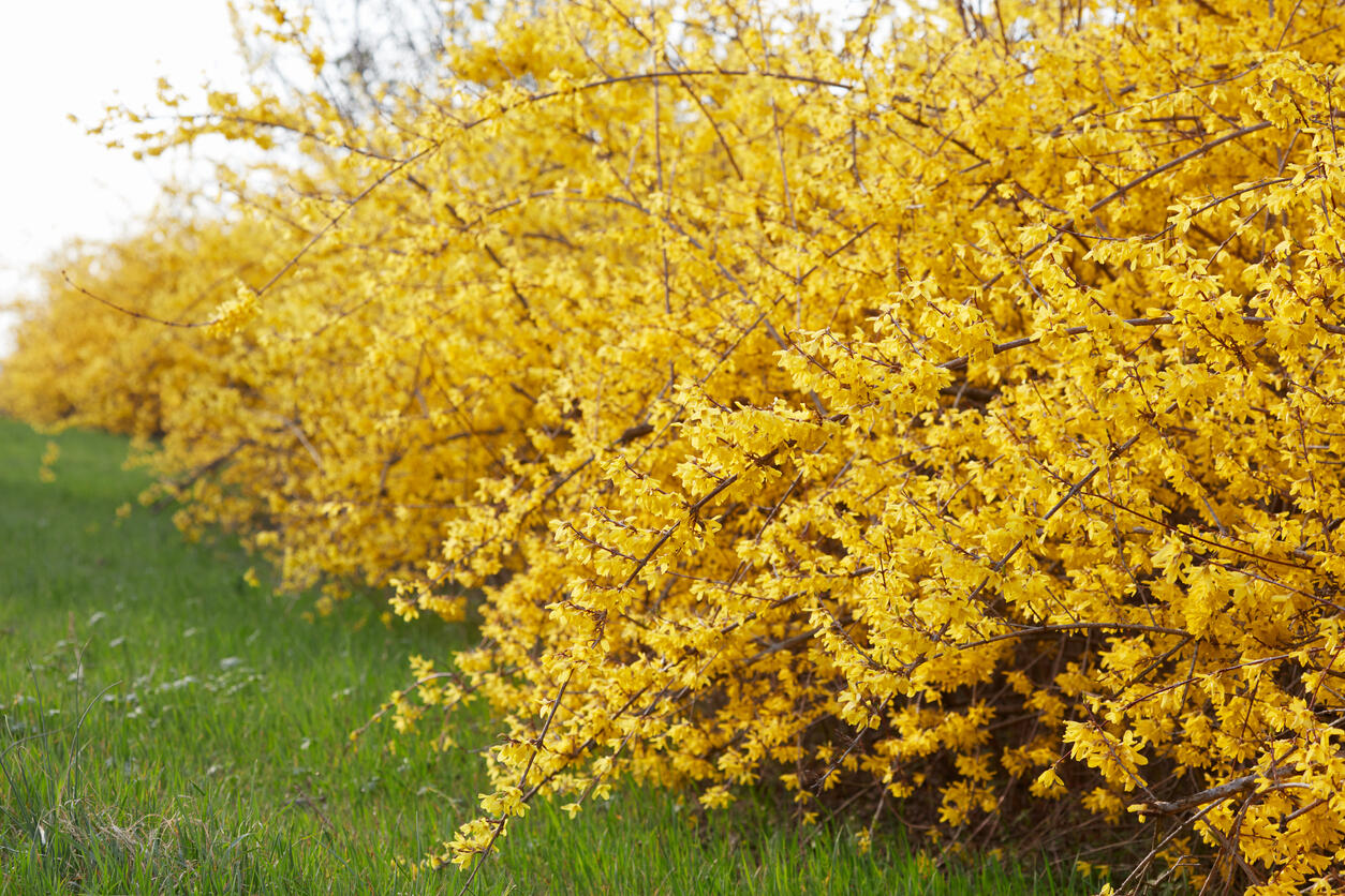 Forsythia shrub with yellow flowers