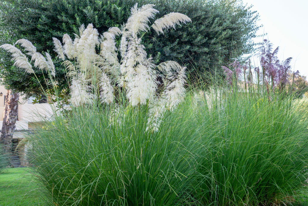 An example of ornamental grass used as a focal point in a yard.
