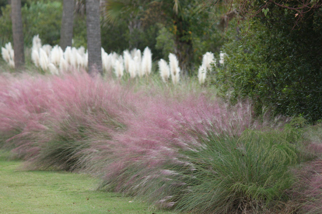 Colorful ornamental grass grabs attention in this yard.